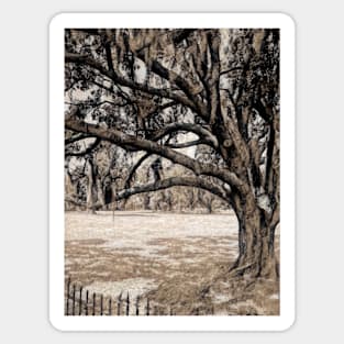 Trees On the Grounds of Jean Lafitte National Historical Park  Louisiana Sticker